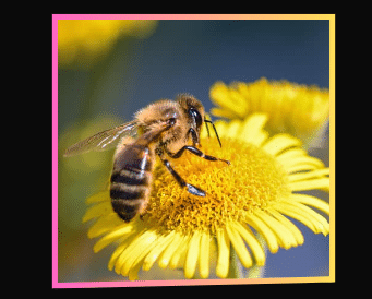 Điềm báo khi mơ thấy ong và con số thần tài